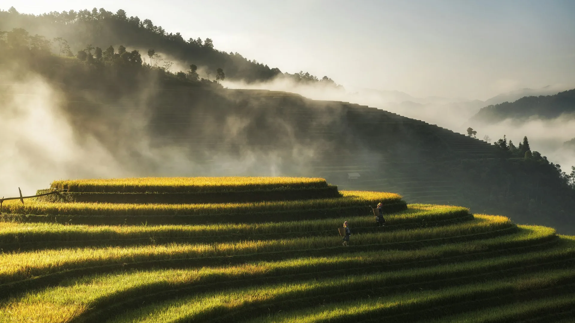 Terraced rice fields folding down the misty mountainsides of the Muong Hoa valley near Sa Pa